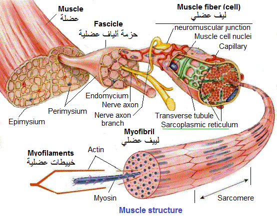 Muscle. Structure: مباراة الطب, Concours Médecine