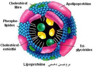 cholestérol, lipoprotéines, LDL, HDL, كوليستيرول