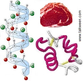 protéines. structure et liaisons chimiques