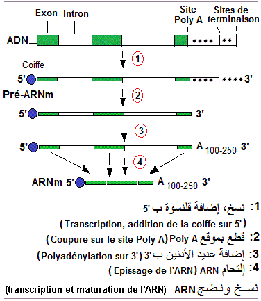 Transcription. ARNm, Pré-ARNm