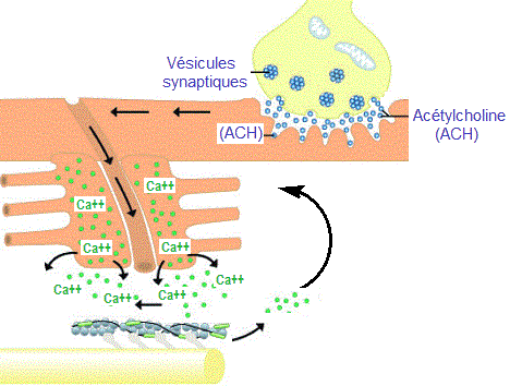 Contraction muscle Synapse et Ca++