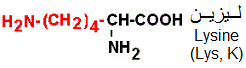 Lysine, acide aminé basique