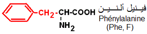 acides aminés cycliques: phénylalanine