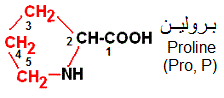Proline, acides aminé cyclique