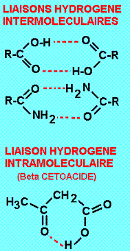liaisons hydrogène