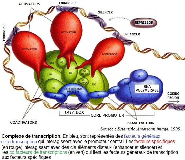 RNA polymerase, promoteur, activateur