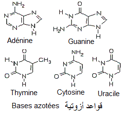Bases azotées (lexique sciences vie)