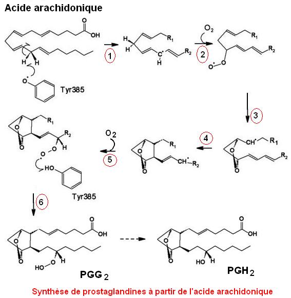 synthèse prostaglandines à partir de l'acide arachidonique. Cyclo-oxygénase et aspirine