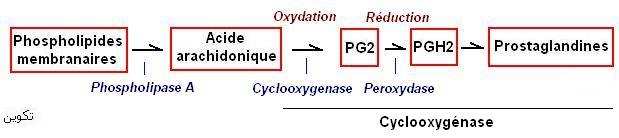 Prostaglandines, cyclo-oxygénase. Action aspirine
