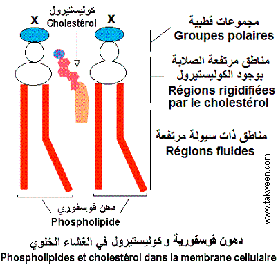 Cholestérol et phospholipides  de la membrane