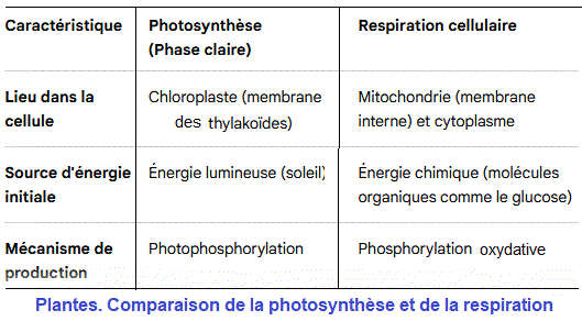 Photosynthèse, respiration