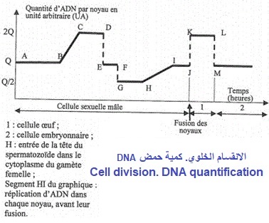 cell division