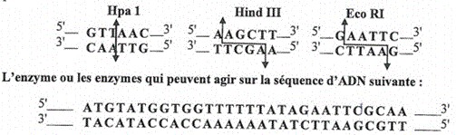 restriction enzymes