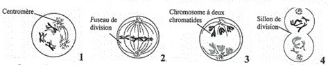 méiose