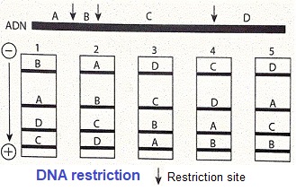 Electrophoèse