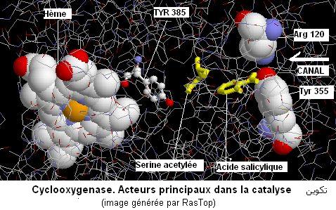 Etude de la relation structure-fonction des enzymes