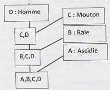 cladogramme