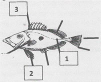 Poisson