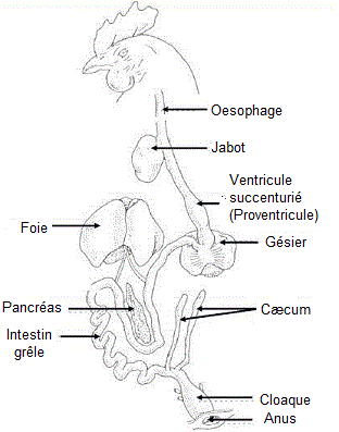 biologie animale
