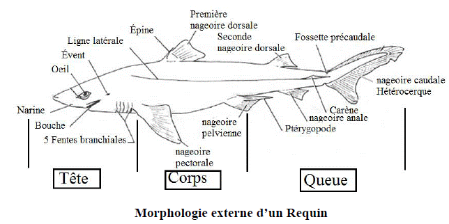 Requin