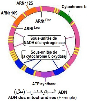 ADNm