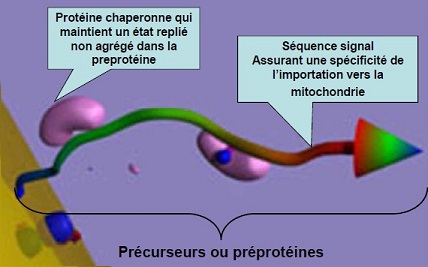 adressage mitochondrie