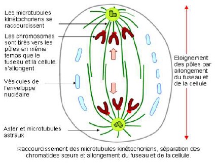 anaphase