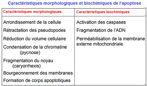 caractéristiques