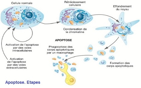 apoptose