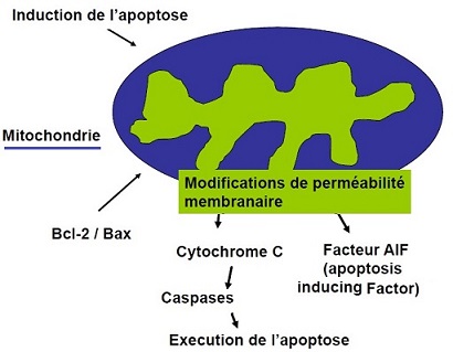 mitochondrie apoptose
