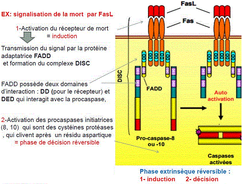 voie extrinsèque