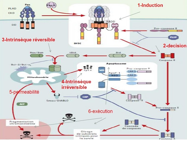 apoptose