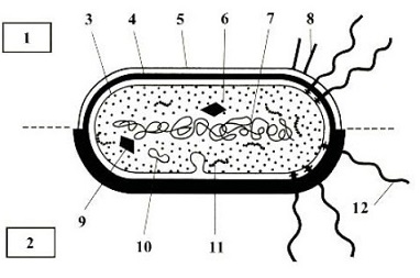 procaryotes. bactérie gram
