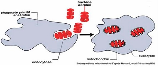 endosymbiose