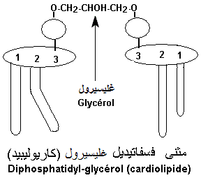 cardiolipide