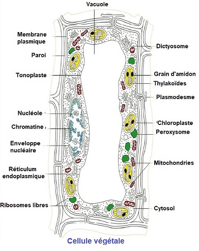 Eucaryotes.Cellule végétale