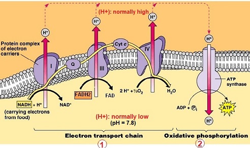 chaine respiratoire