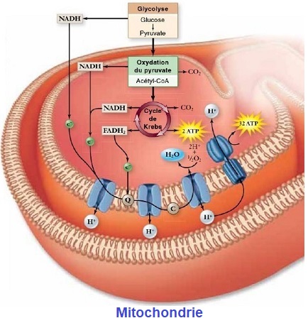 Cellule, Mitochondrie