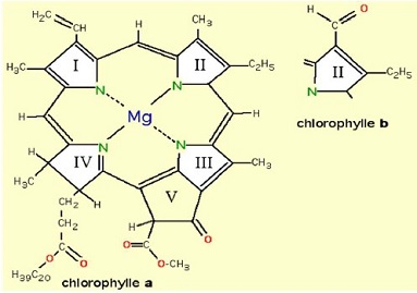 chlorophylle