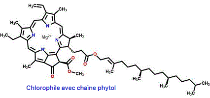 phytol