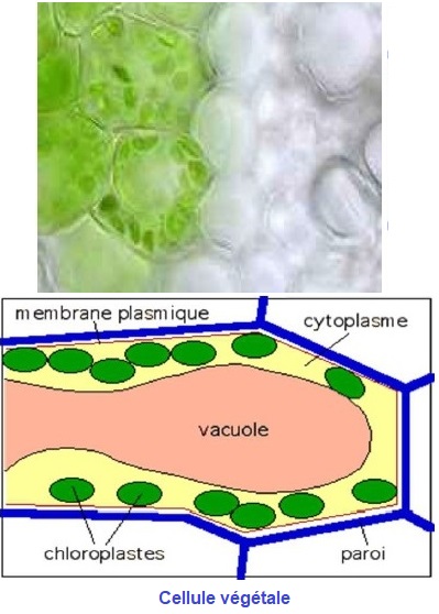 chloroplaste