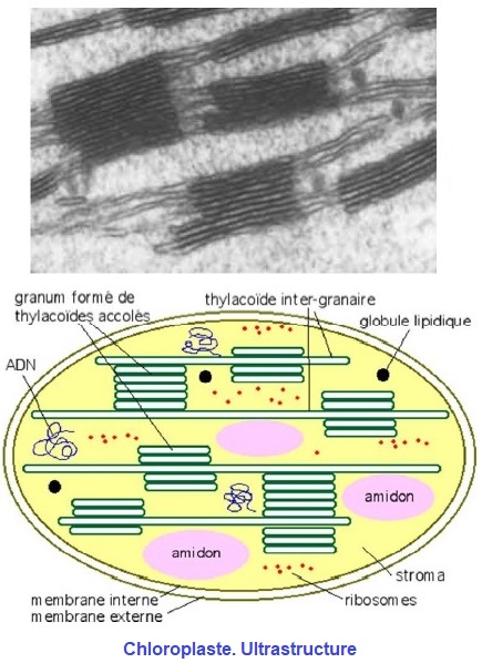 ultrastructure
