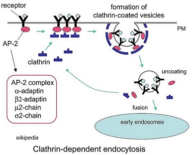 clathrine