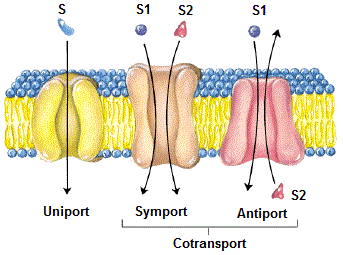 Co-transporteurs membranaires