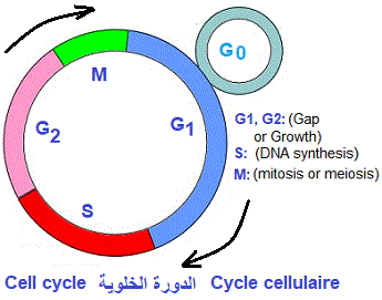 cycle cellulaire