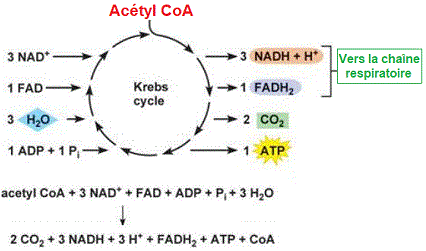 cycle Krebs