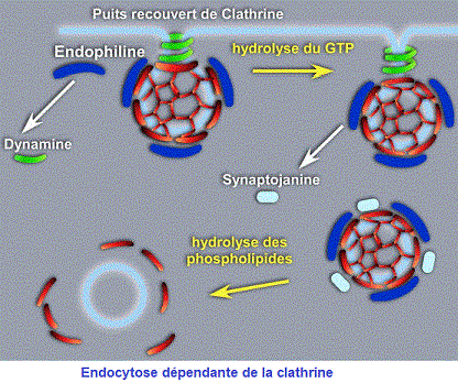 endocytose