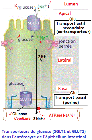 transport glucose