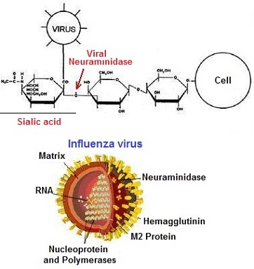 virus