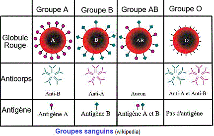 groupes sanguins